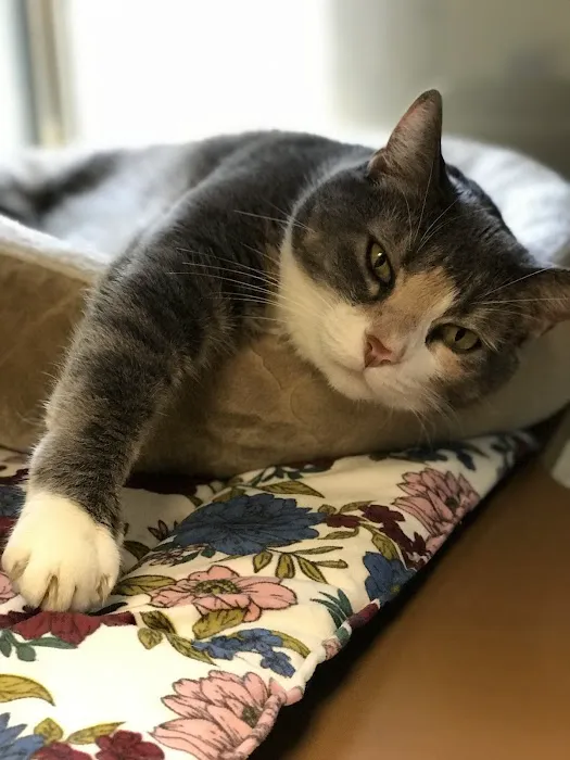 Spicewood Springs Cat Hospital 4