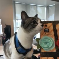 Spicewood Springs Cat Hospital ico