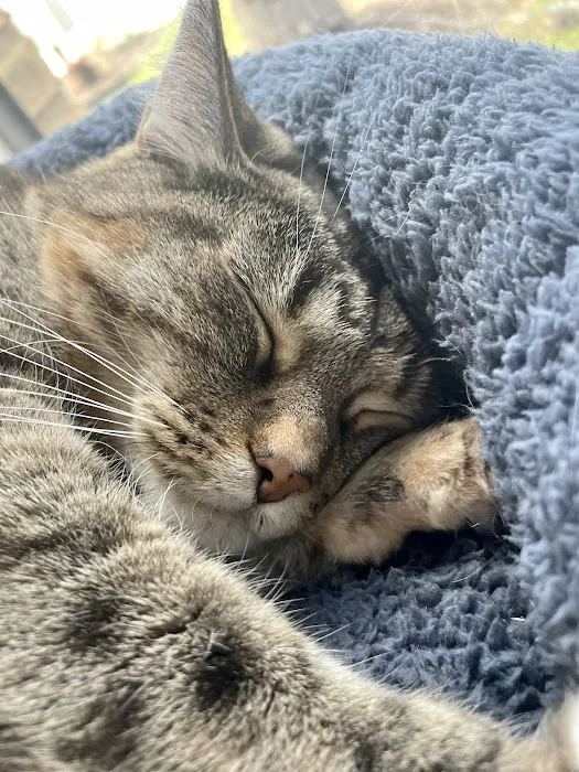 Spicewood Springs Cat Hospital 6