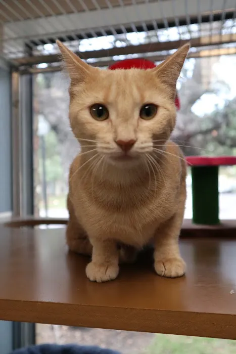 Spicewood Springs Cat Hospital 5