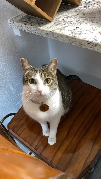 Spicewood Springs Cat Hospital 7