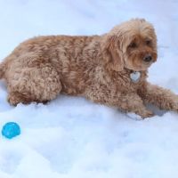 Far West Veterinary Clinic ico