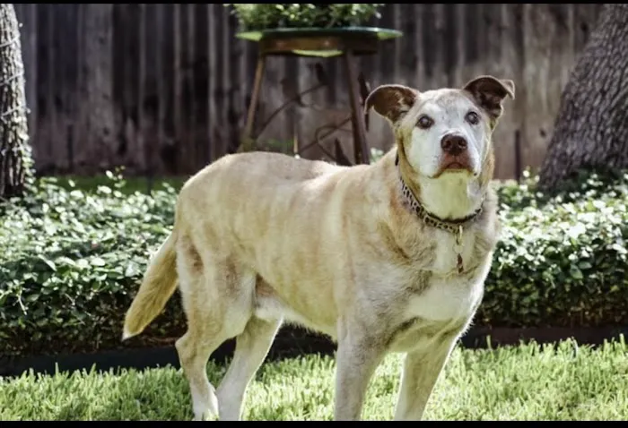 Northwest Veterinary Hospital 3