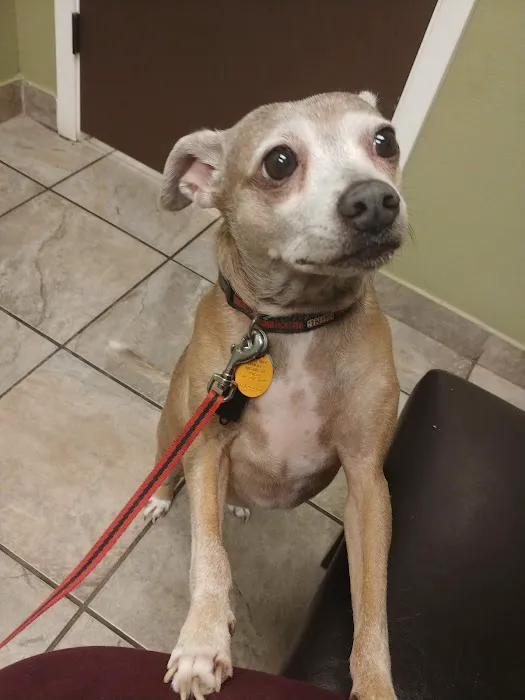VCA Northwest Hills Animal Hospital 6