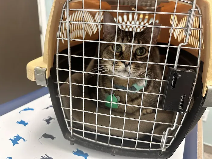 VCA Northwest Hills Animal Hospital 2