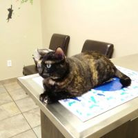 VCA Northwest Hills Animal Hospital ico