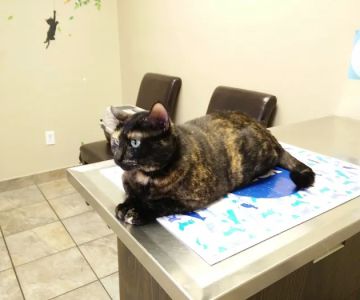 VCA Northwest Hills Animal Hospital