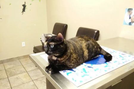 VCA Northwest Hills Animal Hospital