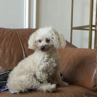 Griffith Small Animal Hospital ico