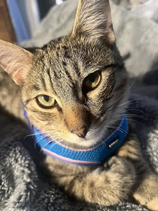 Griffith Small Animal Hospital 5