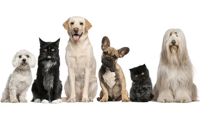 Griffith Small Animal Hospital 9