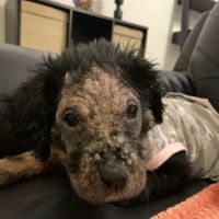 Vetco Total Care Animal Hospital ico