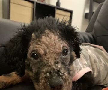 Vetco Total Care Animal Hospital