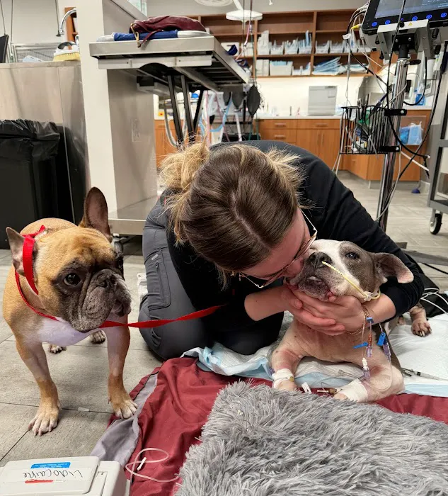 Veterinary Emergency Group 10