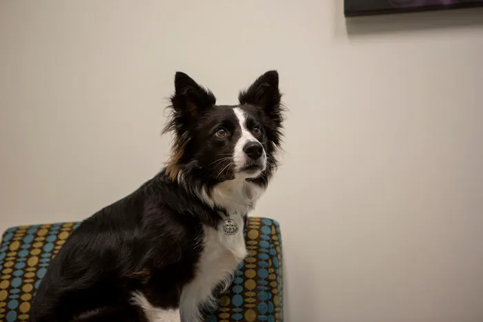 VCA Capital Area Veterinary Specialists 5