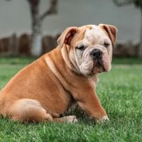CVCA Cardiac Care for Pets ico