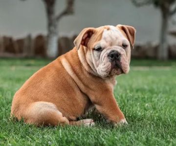 CVCA Cardiac Care for Pets
