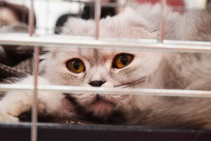 CVCA Cardiac Care for Pets 6