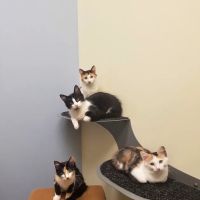 South Park Animal Hospital ico
