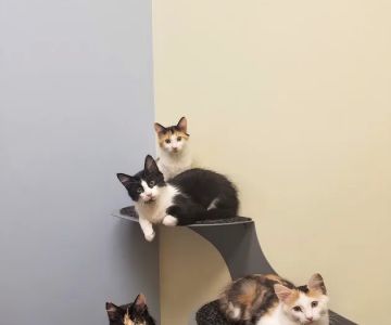 South Park Animal Hospital