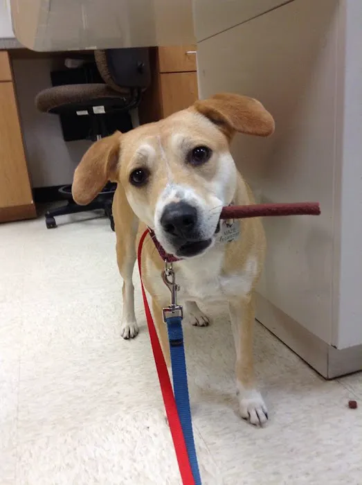 South Park Animal Hospital 2
