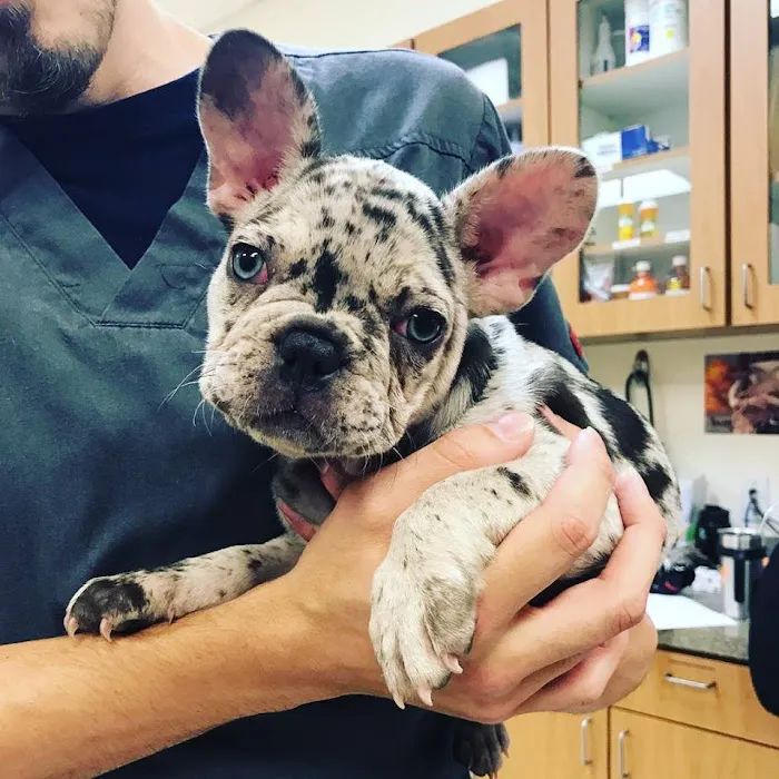 South Park Animal Hospital 6