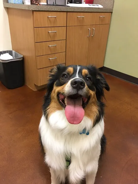 South Park Animal Hospital 7