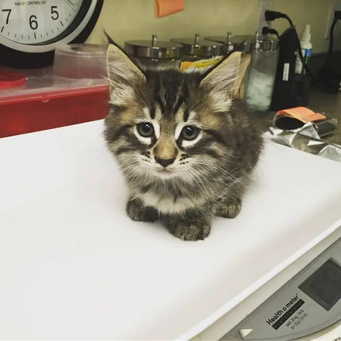 South Park Animal Hospital 9
