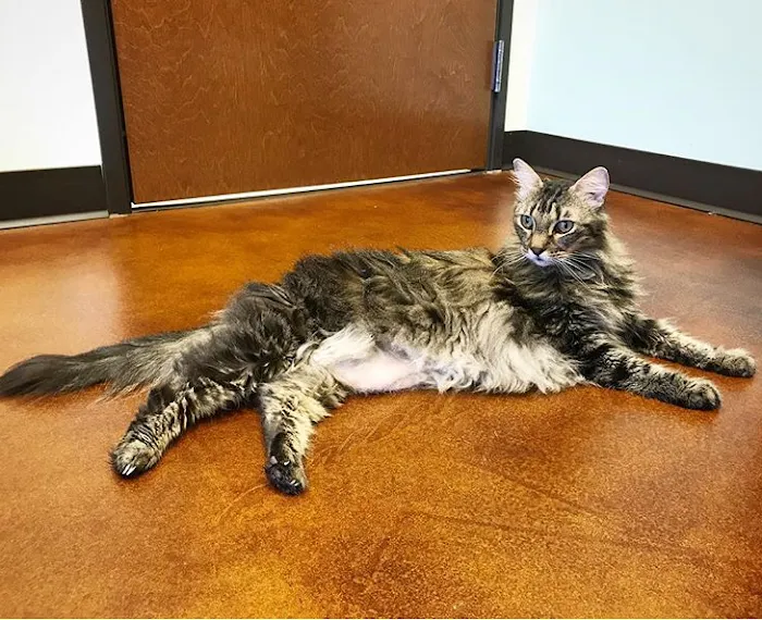 South Park Animal Hospital 10
