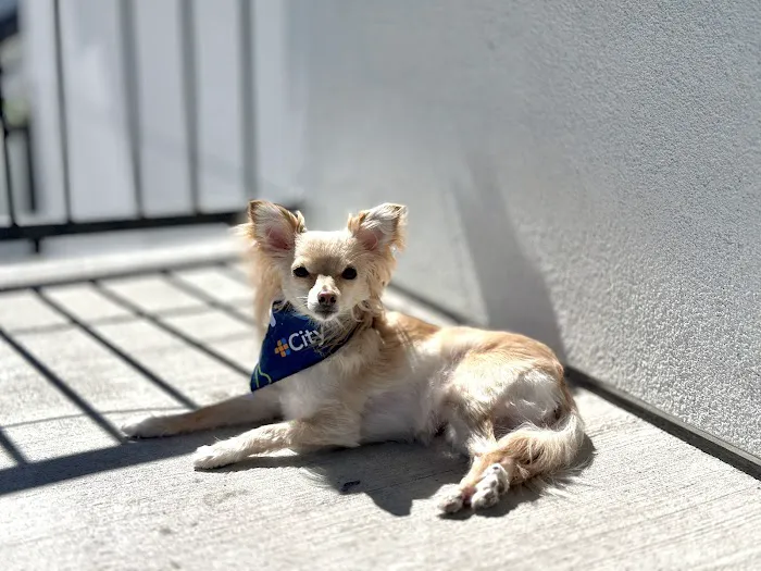 CityVet | South Austin 5