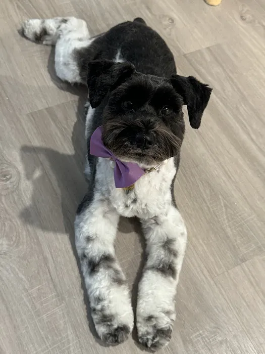 CityVet | South Austin 4
