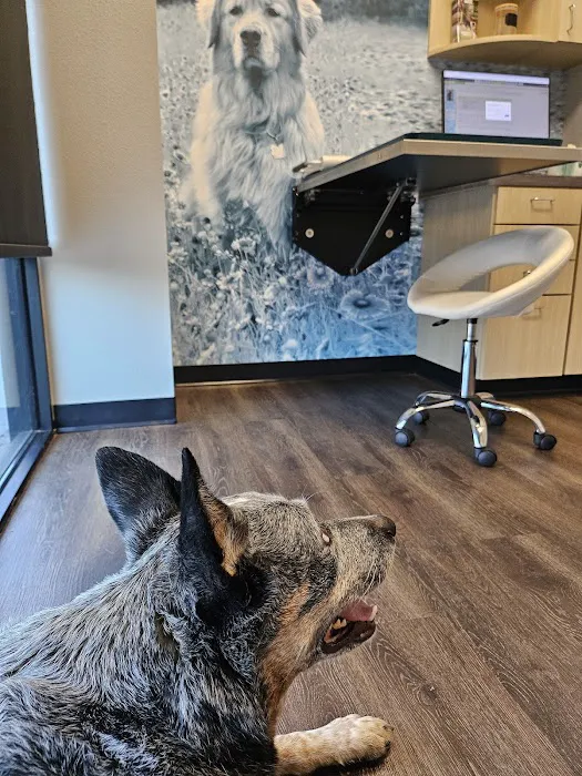 CityVet | South Austin 8