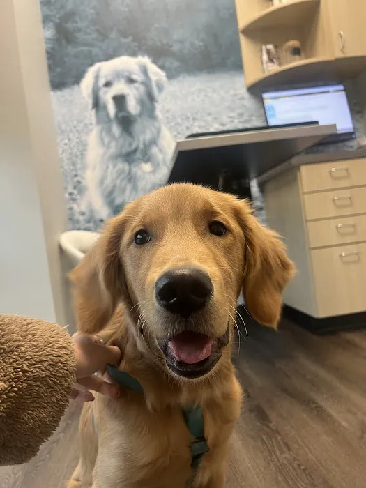 CityVet | South Austin 3
