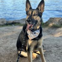 Roots Integrative Veterinary Care ico