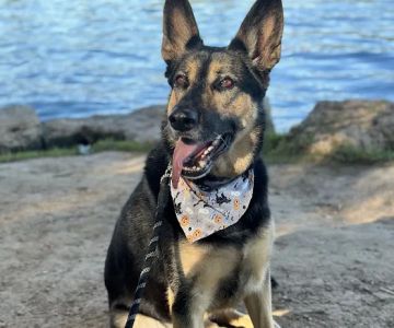 Roots Integrative Veterinary Care