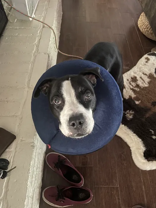 Century Animal Hospital 1