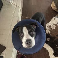 Century Animal Hospital ico