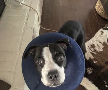 Century Animal Hospital