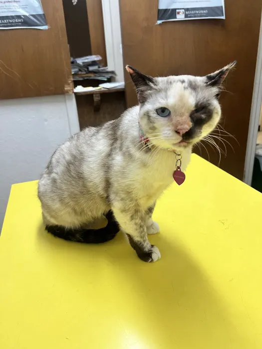 South Austin Pet Clinic 5