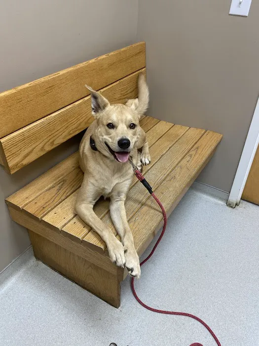 North Elm Animal Hospital 4