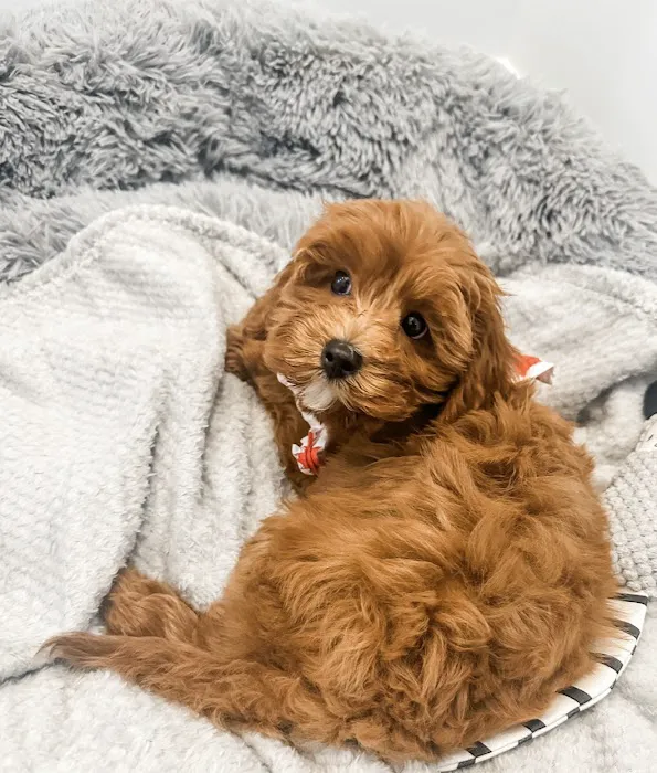 North Elm Animal Hospital 3