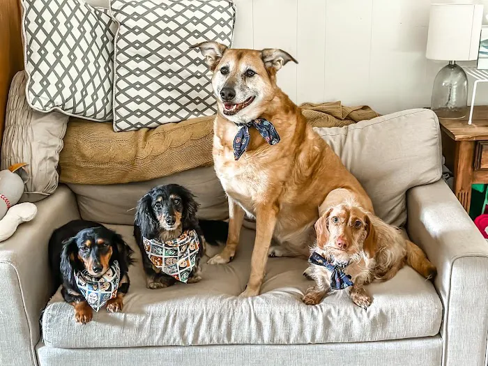 North Elm Animal Hospital 2