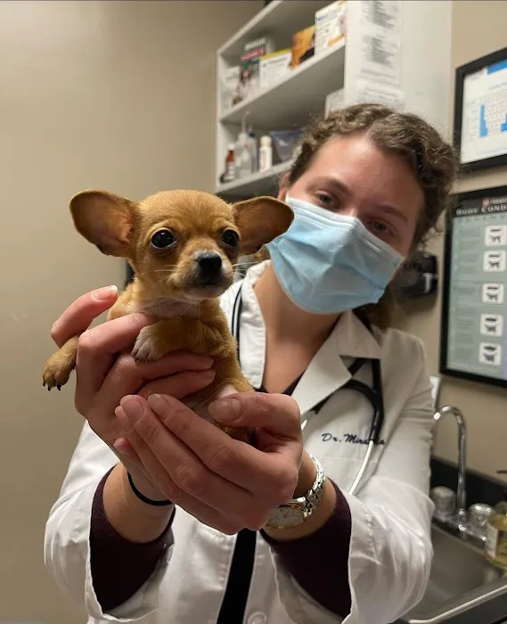 North Elm Animal Hospital 1