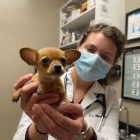 North Elm Animal Hospital ico