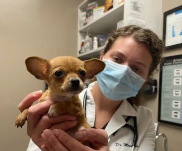 North Elm Animal Hospital