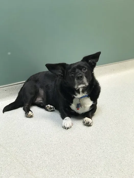 North Elm Animal Hospital 5