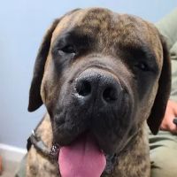 Staunton River Veterinary Clinic ico