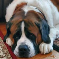 Hightowers Animal Hospital ico