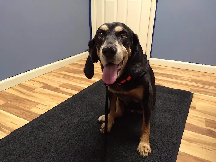 Bluestone Veterinary Services 12