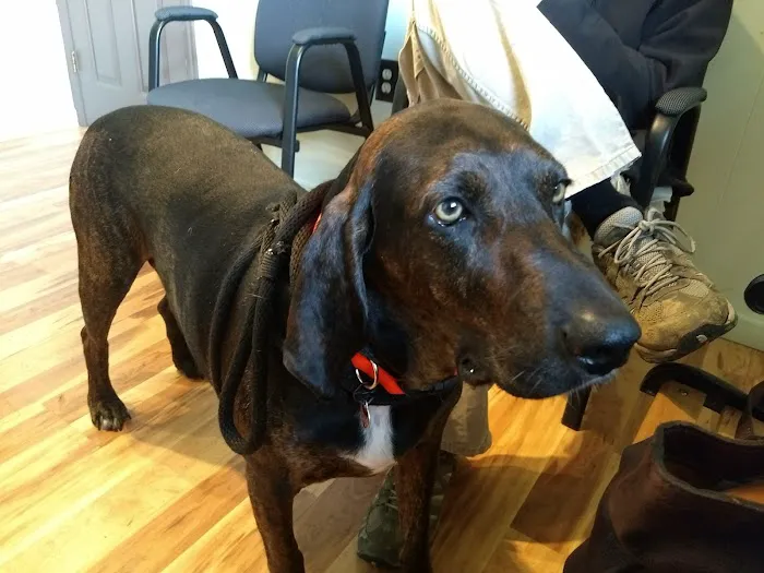 Bluestone Veterinary Services 12